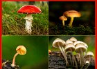 03 Fungi.jpg
